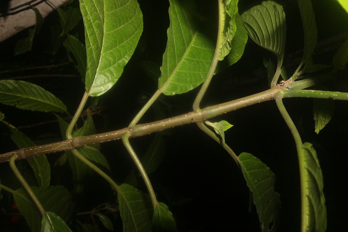 Pachystachys coccinea (Aubl.) Nees